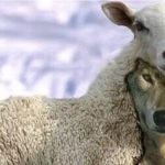 Волк в овечьей шкуре — кто это? Как вычислить. Понятие и признаки. Значение фразеологизма