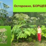 Борщевик — почему это растение самое опасное в России