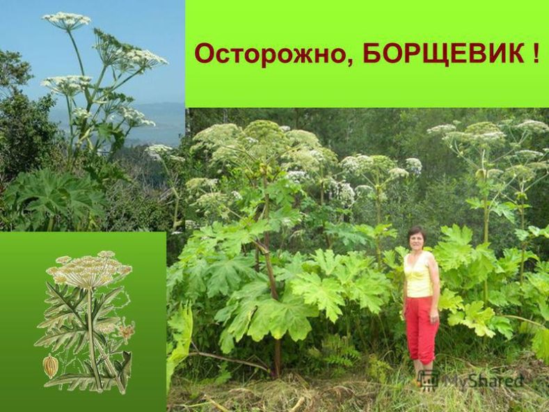 Борщевик - почему это растение самое опасное в России