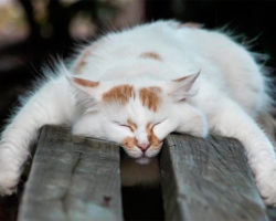 Почему коты спят так много ?