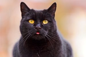 Когда чёрная кошка следует за вами - что это значит и к чему? Приметы
