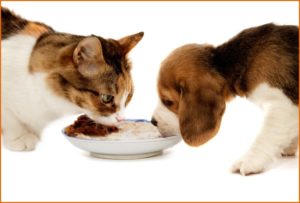 Можно ли кормить кошку собачьим кормом? Или собаку кошачьим. Если нельзя, то почему?