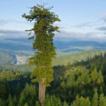Самое высокое дерево в мире: 116 метров. Колоссальный Гиперион в Америке