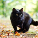 Когда чёрная кошка следует за вами – что это значит и к чему? Приметы