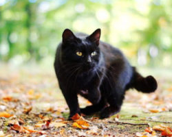 Когда чёрная кошка следует за вами - что это значит и к чему? Приметы