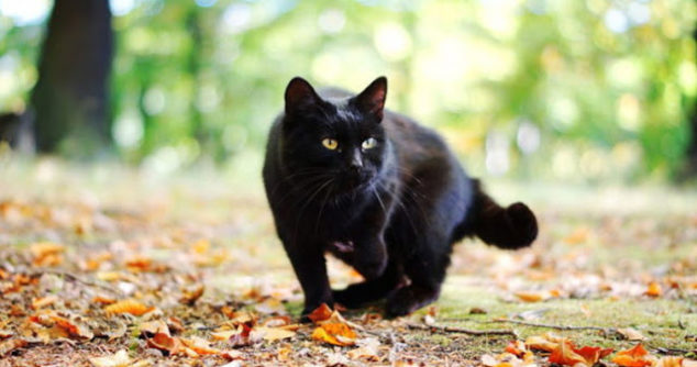 когда чёрная кошка следует за вами