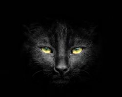 Приметы: Черная кошка во сне - к чему снится и что это значит?