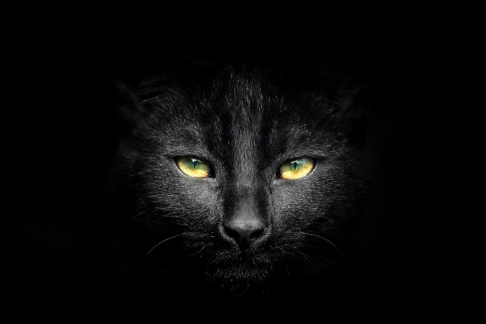 Черная кошка во сне