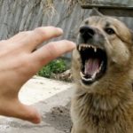 Почему собаку нельзя бить рукой: ответы опытных экспертов