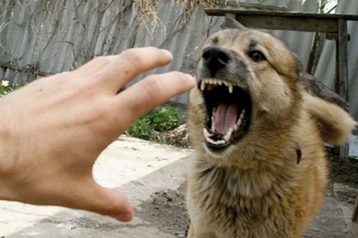 Почему собаку нельзя бить рукой