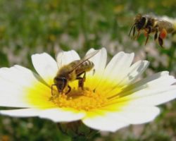 Приметы: Залетели в дом пчела, оса или шмель. К чему это и что сулит?