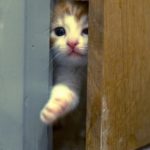 Почему кошка ждет у двери хозяев, когда они возвращаются домой