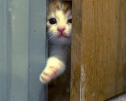 Почему кошка ждет у двери хозяев, когда они возвращаются домой