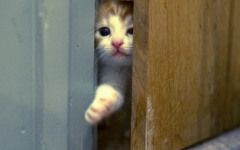 Почему кошка ждет у двери хозяев