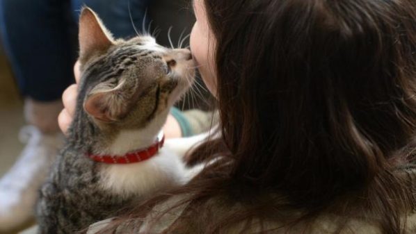 Почему кошки к женщинам лучше относятся