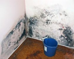 Плесень на стенах: чем опасна и причины появления, как избавиться. Вред для владельцев квартиры или дома