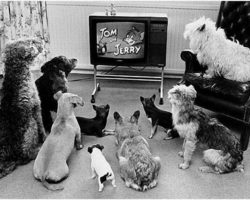 Что видят собаки и кошки в телевизоре?