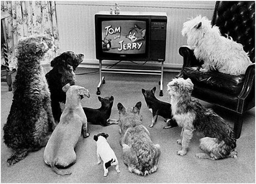 Что видят собаки и кошки в телевизоре