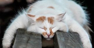 Почему коты спят