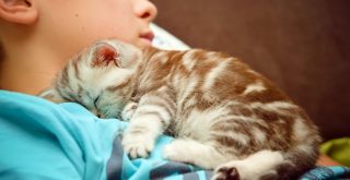 Почему кошки ложатся на больное место