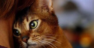 Как кошки очищают жизнь человека от негативной энергии