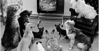 Что видят собаки и кошки в телевизоре